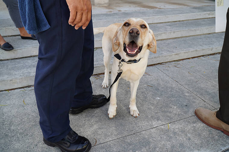 Honolulu Fire Department welcomes new accelerant detection canine