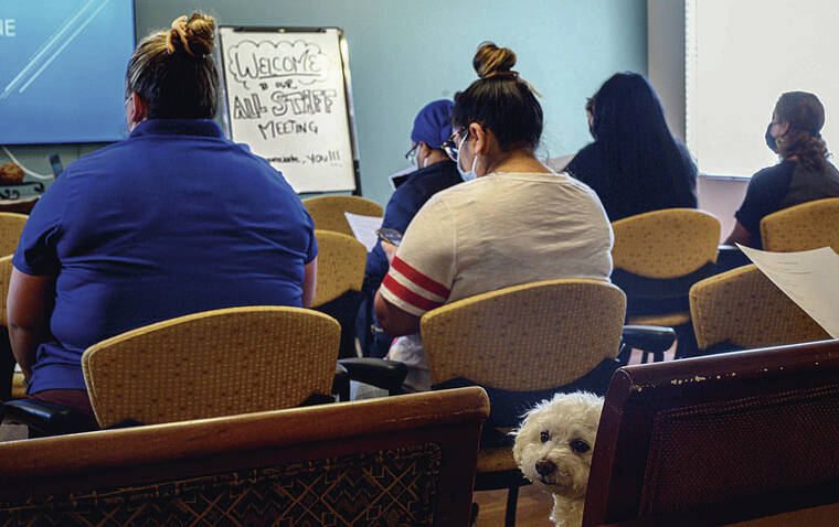 ORANGE COUNTY REGISTER / TNS / APRIL 27
                                Francisco the Maltipoo, resident mascot at the Woodbridge Terrace of Irvine assisted living facility in California, sits with employees during a staff meeting.