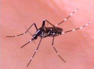 COURTESY THE CENTERS FOR DISEASE CONTROL AND PREVENTION
                                This photo shows Aedes albopictus, also known as the Asian tiger mosquito, one of the carriers of the dengue fever virus.