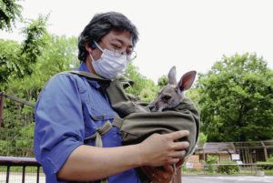 JAPAN NEWS-YOMIURI
                                Yosuke Yamasaki carries Jump, a baby red kangaroo, in his backpack as he goes about his workday at the Tobe Zoological Park in Tobe, Japan.