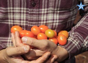 Tomatoes are the signature crop at Ho Farms