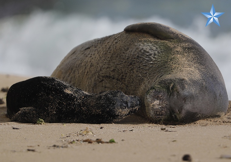 Hawaiian monk seal and new pup expected to remain at Kaimana Beach