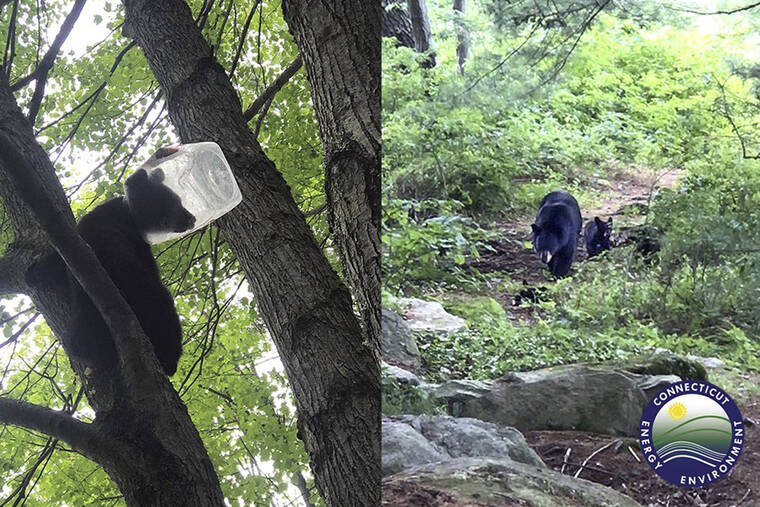 CONNECTICUT DEPARTMENT OF ENERGY AND ENVIRONMENTAL PROTECTION - WILDLIFE DIVISION VIA AP / JUNE 23
                                A bear cub with a plastic container stuck on its head, in Harwinton, Conn. After waiting for the cub to come down from the tree, it was successfully tranquilized, and the container removed. Once freed, the cub and its mother were reunited, state wildlife officials said.