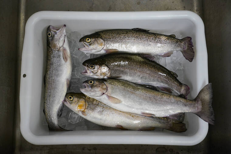 ASSOCIATED PRESS / JUNE 29
                                Trout, harvested at White Creek Farms of Indiana in Seymour, Ind., is placed on ice as they are readied for a customer. White Creek Farms of Indiana produces about 18,000 pounds of trout annually.