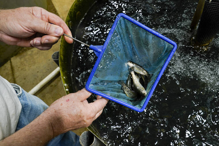 ASSOCIATED PRESS / JUNE 29
                                Mike Searcy checks on some the 13-week-old juvenile trout being raised in a tank on his trout farm in Seymour, Ind. Searcy, the owner of White Creek Farms of Indiana, sends most of his fish to Kentucky for processing and distribution.