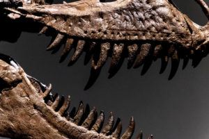 ASSOCIATED PRESS
                                A Gorgosaurus dinosaur skeleton, the first to be offered at auction, is displayed at Sotheby’s New York, today, in New York.