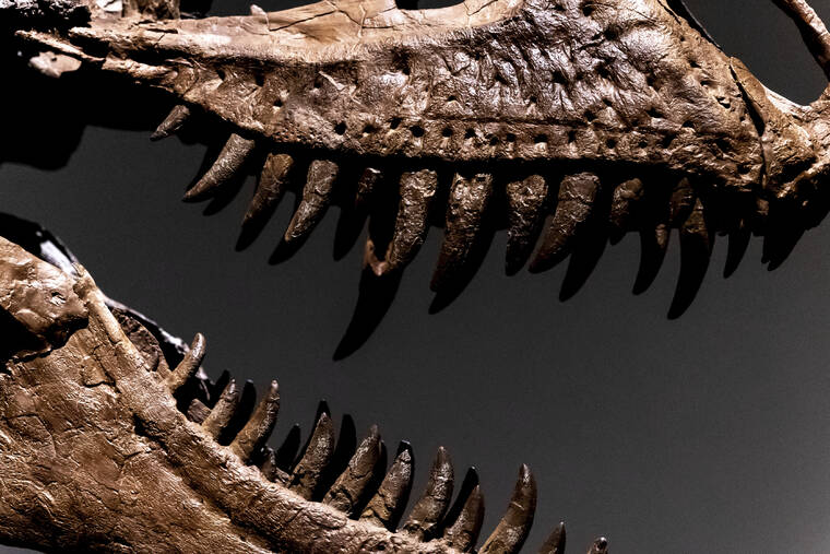 76 million-year-old dinosaur skeleton to be auctioned in NYC