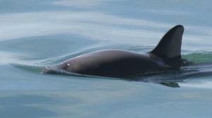 NOAA / AP
                                This undated file photo provided by The National Oceanic and Atmospheric Administration shows a vaquita porpoise.