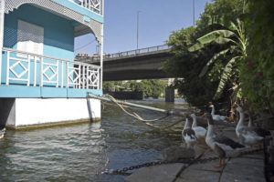 ASSOCIATED PRESS
                                Geese raised by Ikhlas Helmy stand next to her houseboat in Cairo, Egypt on June 27.