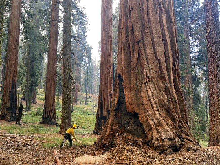 NPS / AP
                                In this photo provided by the National Park Service, a firefighter clears loose brush from around a Sequoia tree in Mariposa Grove in Yosemite National Park, Calif., in July.