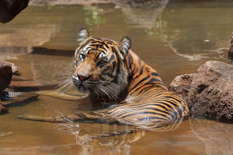 New Sumatran tiger arrives at Honolulu Zoo | Honolulu Star-Advertiser