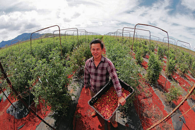 JAMM AQUINO / JAQUINO@STARADVERTISER.COM
                                Ho Farms’ Neil Ho holds tomatoes freshly picked at the Wahiawa farm.