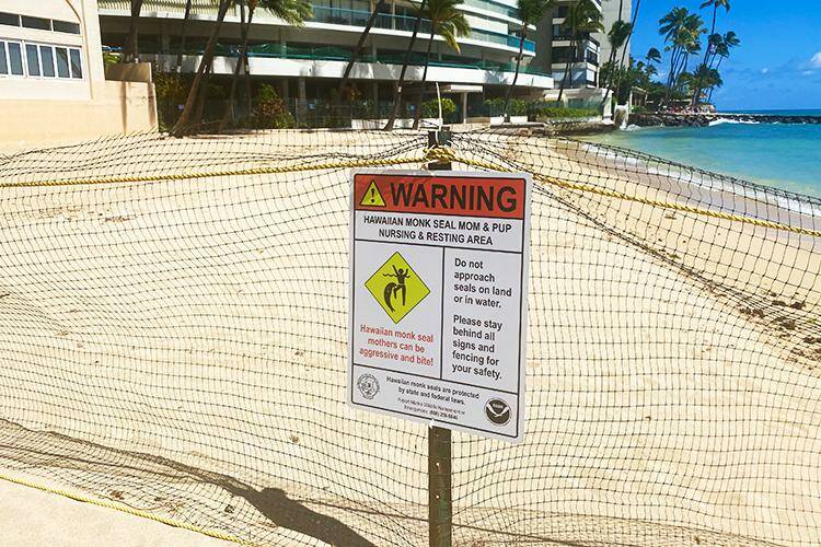 COURTESY HAWAII MARINE ANIMAL RESPONSE
                                NOAA and response partner Hawaii Marine Animal Response have posted warning signs and protective fencing in place at Kaimana Beach since the day the pup was born on July 9.