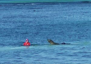 COURTESY MARKUS FAIGLE 
                                A swimmer was injured Sunday morning while swimming too close to a nursing Hawaiian monk seal and her pup in Waikiki.