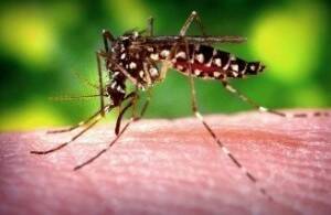 COURTESY OF HAWAII DEPARTMENT OF HEALTH
                                Aedes aegypti mosquito.