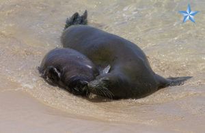 Waikiki Elementary School students name Hawaiian monk seal