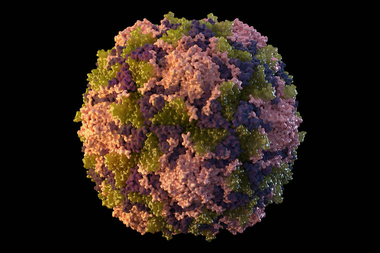 CDC / AP / 2014
                                This illustration made available by the U.S. Centers for Disease Control and Prevention depicts a polio virus particle.