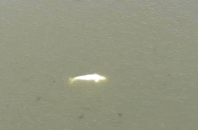 SDIS27 via AP
                                In this image taken from video footage run by the French fire services of the Eure region (SDIS27 ) shows a Beluga whale in the Seine river in Saint-Pierre-la-Garenne, west of Paris, on Thursday.