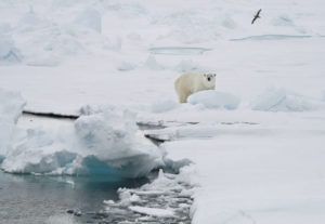 ASSOCIATED PRESS
                                A polar bear stands on an ice floe near the Norwegian archipelago of Svalbard, in June 2008. A polar bear attacked a campsite, today, in Norway’s remote Arctic Svalbard Islands, injuring a French tourist, authorities said, adding that the wounds weren’t life-threatening. The bear was later killed.