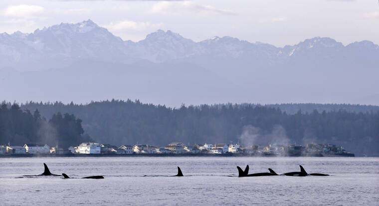 ASSOCIATED PRESS
                                Endangered orcas swim in Puget Sound and in view of the Olympic Mountains, in January 2014, just west of Seattle, as seen from a federal research vessel that has been tracking the whales. A federal court ruling this week has thrown into doubt the future of a valuable commercial king salmon fishery in Southeast Alaska, after a conservation group challenged the government’s approval of the harvest as a threat to protected fish and the endangered killer whales that eat them.