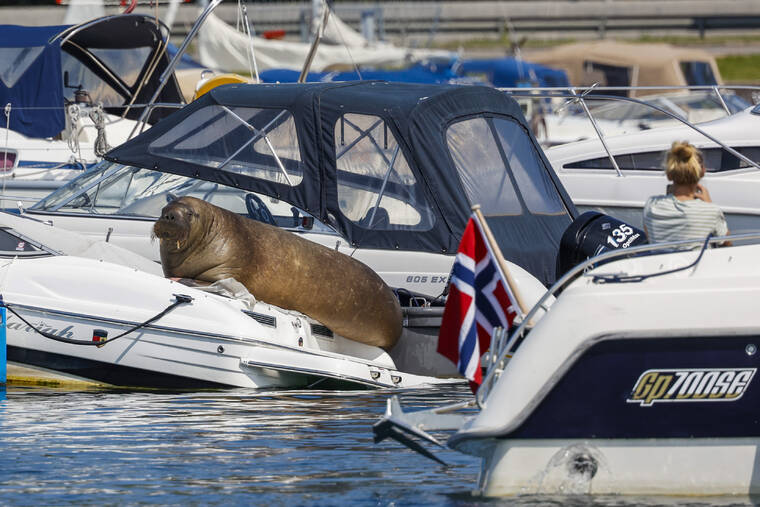 TOR ERIK SCHRøDER/NTB SCANPIX VIA ASSOCIATED PRESS
                                Freya the walrus sitting on a boat in Frognerkilen in Oslo, Norway, July 18. Authorities in Norway said, today, they have euthanized a walrus that had drawn crowds of spectators in the Oslo Fjord after concluding that it posed a risk to humans.