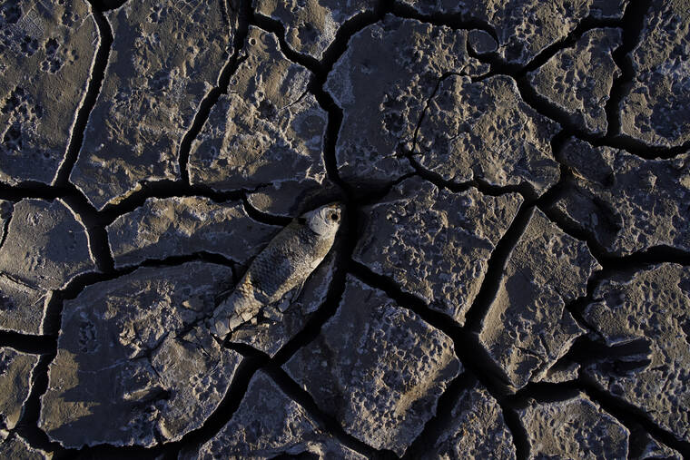 ASSOCIATED PRESS
                                A dead fish that used to be underwater sits on cracked earth above the water level on Lake Mead at the Lake Mead National Recreation Area, May 9, near Boulder City, Nev. U.S. officials announced today that two U.S. states reliant on water from the Colorado River will face more water cuts as they endure extreme drought.