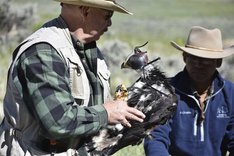 ASSOCIATED PRESS
                                Eagle researcher Charles “Chuck” Preston carries a young golden eagle that was temporarily removed from its nest as part of research related to long-term population studies of the birds, June 15, near Cody, Wyo. Preston and other researchers are trying to find ways to reduce golden eagle deaths from collisions with wind turbines.