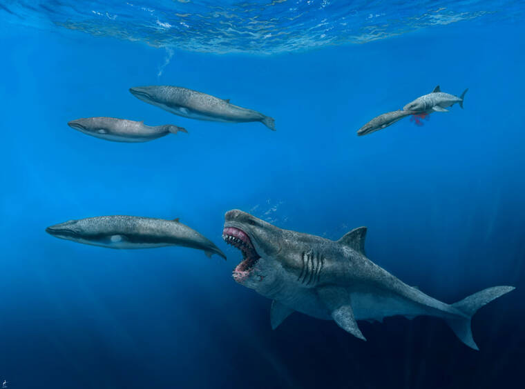J. J. GIRALDO VIA ASSOCIATED PRESS
                                This illustration depicts a 52-foot Otodus megalodon shark predating on an 26-foot Balaenoptera whale in the Pliocene epoch, between 5.4 to 2.4 million years ago. At background right, a 13-foot Carcharodon shark seizes a 8-foot juvenile of the whale pod. The giant megalodon shark that roamed the oceans millions of years ago could have devoured a creature the size of a killer whale in just five bites, according to a study published today in the journal Science Advances.
