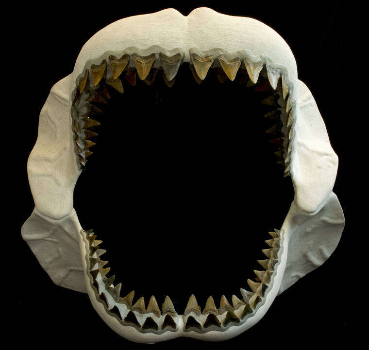 ERIC ZAMORA/FLORIDA MUSEUM OF NATURAL HISTORY VIA ASSOCIATED PRESS
                                A reconstructed jaw of Carcharocles megalodon, an extinct species of shark that lived about 23 to 3.6 million years ago. At around 50 feet from nose to tail, the megalodon was bigger than a school bus, according to a study published in the journal Science Advances today. That’s about two to three times the size of today’s great white shark.