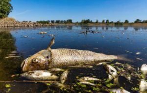 FRANK HAMMERSCHMIDT/DPA VIA ASSOCIATED PRESS
                                A dead chub and other dead fish are swimming in the Oder River near Brieskow-Finkenheerd, eastern Germany, today. Huge numbers of dead fish have washed up along the banks of the Oder River between Germany and Poland.
