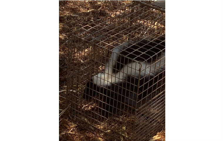 COURTESY DLNR
                                Personnel from the state Department of Land and Natural Resources found the skunk in a trap that was set to catch feral cats and mongoose in the wildlife sanctuary area.