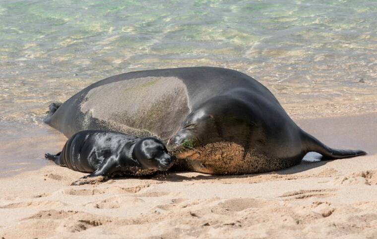Another monk seal pup under watchful eyes of volunteers on North Shore