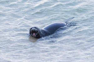 CINDY ELLEN RUSSELL / CRUSSELL@STARADVERTISER.COM 
                                Above, the newly named monk seal Koalani.