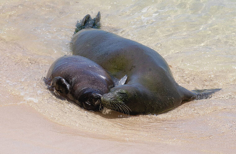 CINDY ELLEN RUSSELL / CRUSSELL@STARADVERTISER.COM
                                Monk seal pup Koalani relaxes with his mother, Rocky, at Kaimana Beach on Aug. 10.