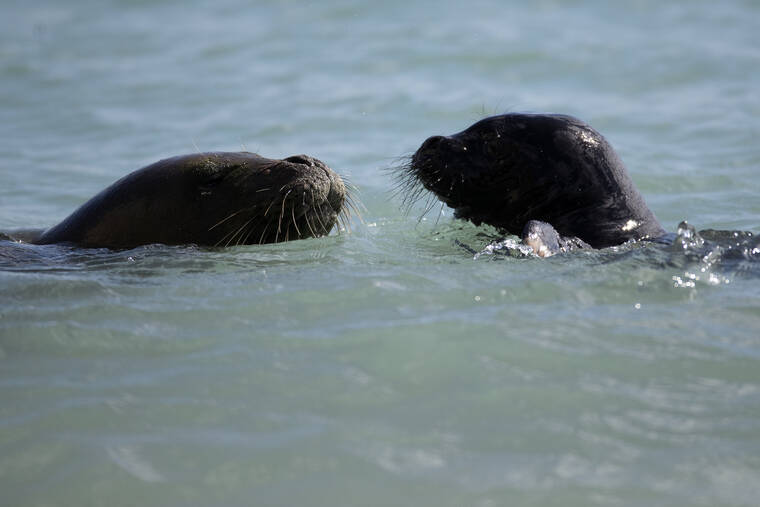 DLNR reports no violations of cordon around Hawaiian monk seals at Kaimana Beach