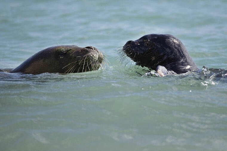 GEORGE F. LEE / GLEE@STARADVERTISER.COM
                                Three-week-old Hawaiian monk seal pup PO8, right, born in July to Rocky at Kaimana Beach, took a swim with its mother Monday afternoon at the Waikiki beach.