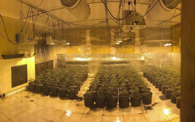 RIVERSIDE COUNTY SHERIFF’S OFFICE / AP / 2019
                                In this photo released by the Riverside County Sheriff’s Office are some of about 700 marijuana plants found in an illegal grow in a home near Temecula, Calif., on Aug. 28, 2019.