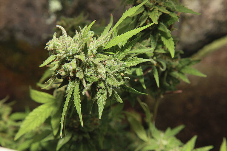 STAR-ADVERTISER FILE
                                While medical cannabis is legal in Hawaii, recreational use of marijuana continues to be hotly debated.