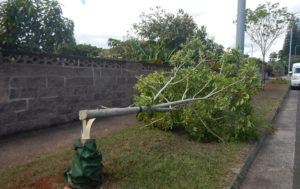 COURTESY HONOLULU DEPT. OF PARKS AND RECREATION
                                A city tree lies broken after being vandalized in Mililani.