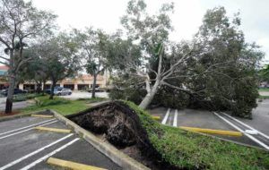 ASSOCIATED PRESS
                                An uprooted tree, toppled by strong winds from the outer bands of Hurricane Ian, rests in a parking lot of a shopping center, today, in Cooper City, Fla.