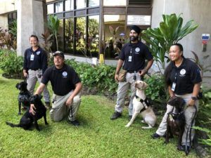 CHRISTIE WILSON / CWILSON@STARADVERTISER.COM
                                TSA passenger-screening canine teams have returned to Kahului Airport after a five-year absence. The four teams are tasked with sniffing out explosives in carry-on bags. Their identities were not provided.