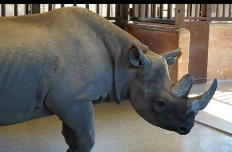 Eastern black rhinoceros arrives at Honolulu Zoo