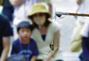 JAPAN NEWS-YOMIURI
                                People watch a spider battle at Ichijo Shrine in Shimanto, Kochi prefecture, in Japan.