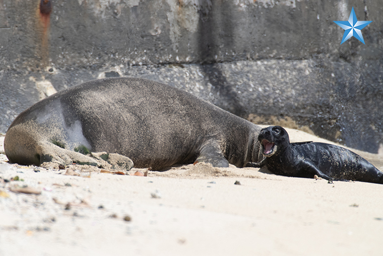 Monk seal births second pup at Kaimana Beach