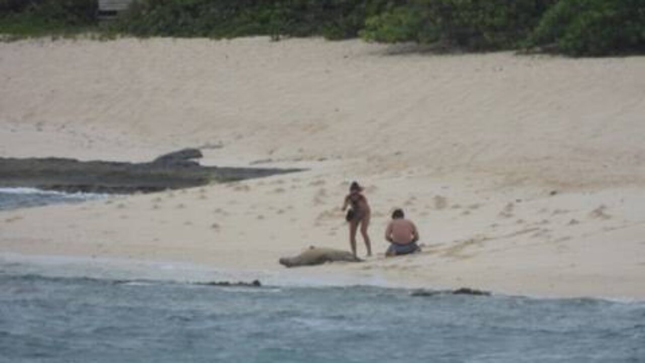Couple seen taking photos with Hawaiian monk seal at Kaena Point Honolulu Star-Advertiser pic