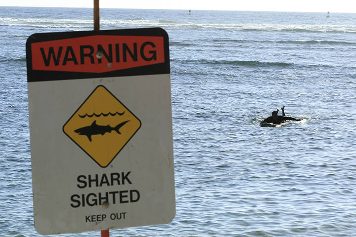 Shark attack - latest news, breaking stories and comment - The