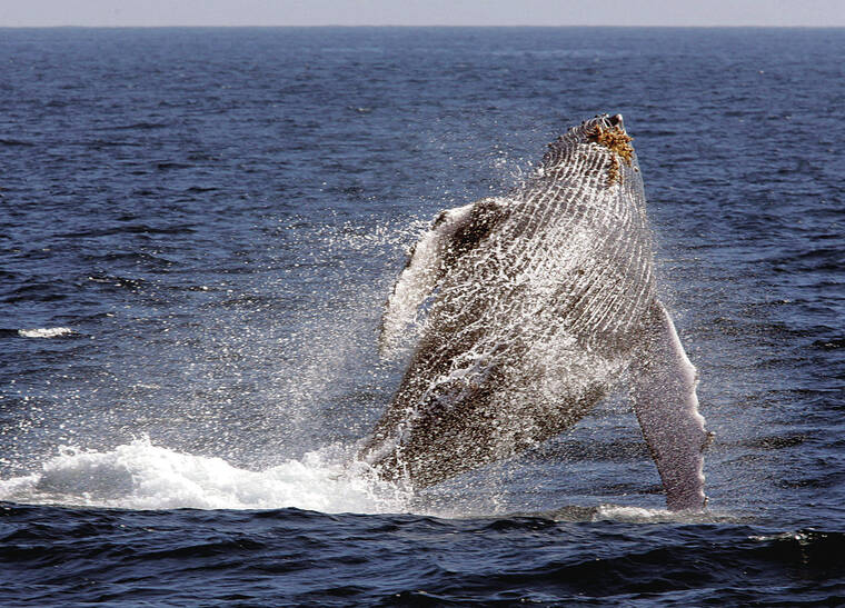 Sanctuary seeks volunteers for humpback whale count