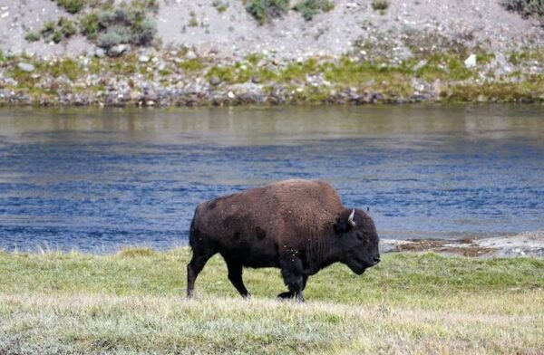 Yellowstone tourist kicks bison in its leg before getting injured