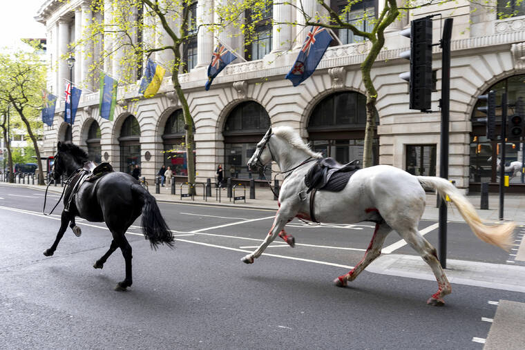 Rush hour chaos in London as 5 military horses run amok