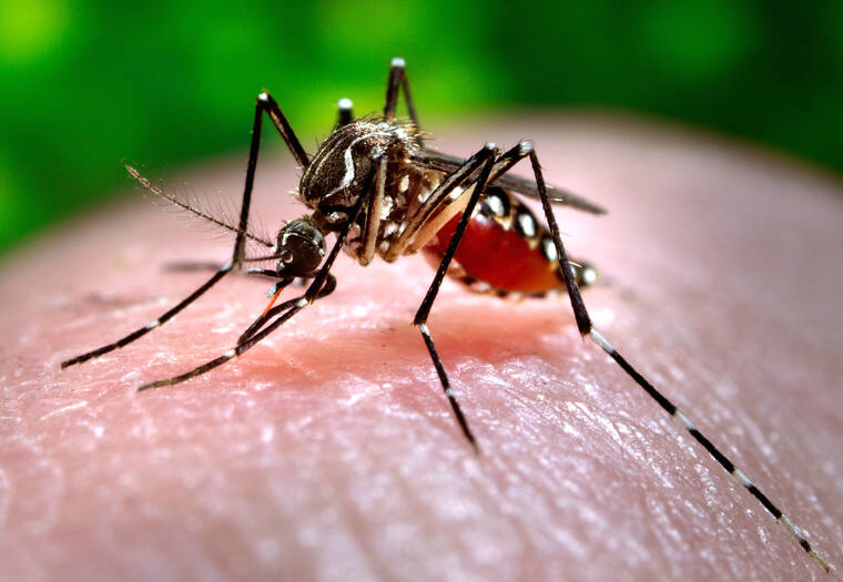 Un altro caso di dengue legato ai viaggi è stato segnalato a Oahu